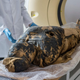 The mummy, as seen during an examination in 2015.